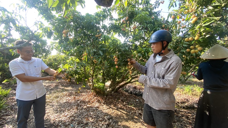 Hải Phòng: Sản lượng vải thiều chính vụ giảm mạnh, giá tăng gấp 4 lần