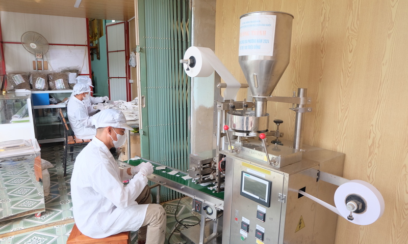 Khuyến công tạo đòn bẩy cho sản phẩm cà gai leo Điện Biên