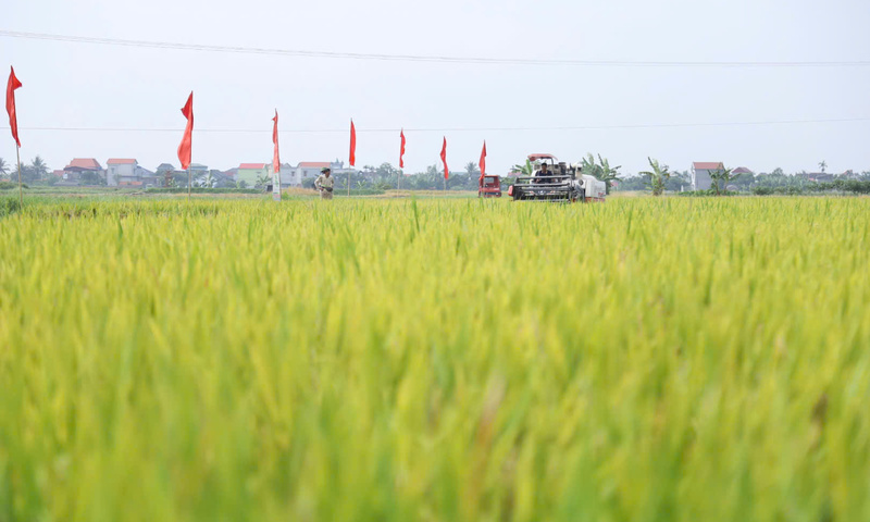 Nửa cuối năm 2026: Cửa sáng cho xuất khẩu gạo Việt