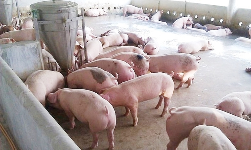 Giá heo hơi hôm nay 18/6/2026: Giảm cục bộ tại miền Trung và miền Nam