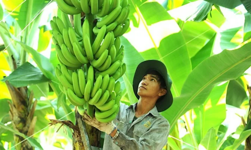 Muốn chinh phục Trung Quốc, nông sản phải đi bằng giá trị gia tăng