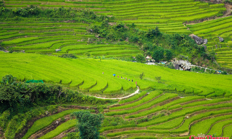 Lạc giữa mùa lúa xanh đẹp nhất Sa Pa