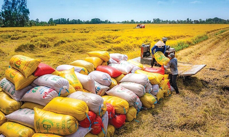 Thị trường gạo toàn cầu thay đổi, gạo Việt đang ở đâu?