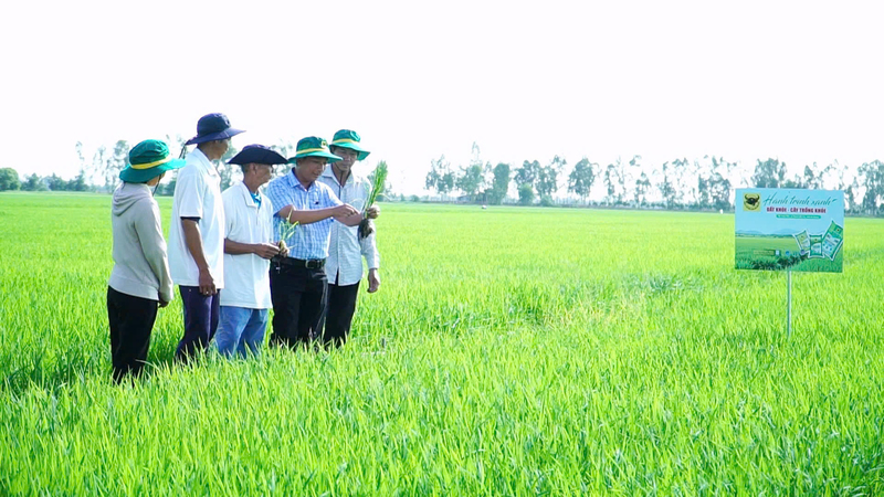 Chuyện người nông dân ‘đánh thức’ vùng đất phèn 