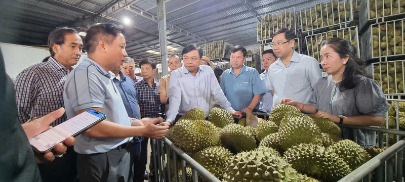 Gỡ nút thắt mã số vùng trồng, mở rộng thị trường xuất khẩu sầu riêng