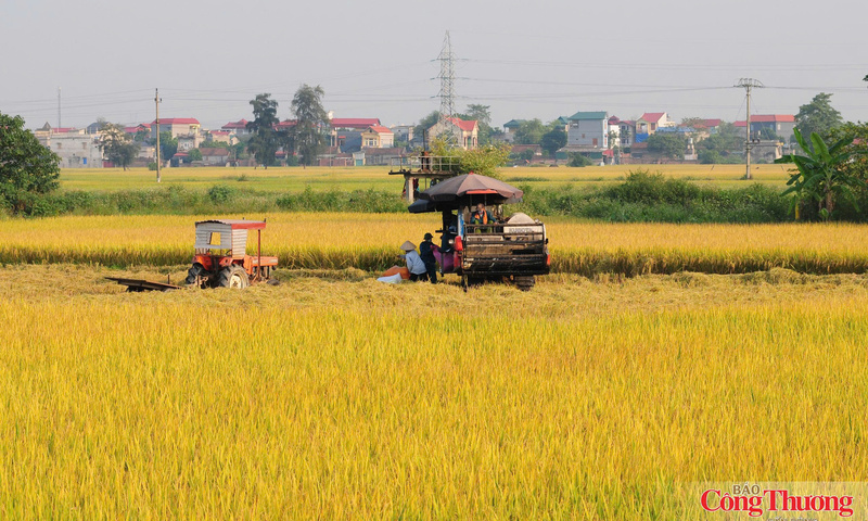 Cuộc 'cách mạng xanh' trên cánh đồng