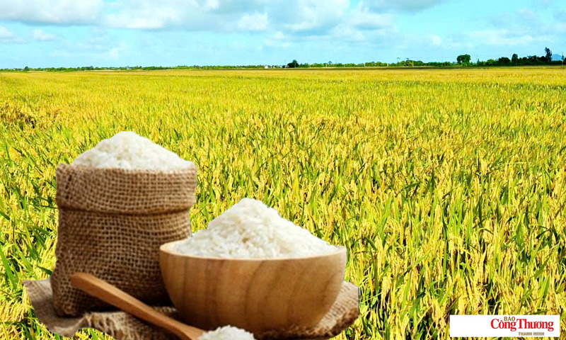 Giá lúa gạo hôm nay ngày 23/7: Gạo thơm Jasmine tăng 1.000 đồng/kg