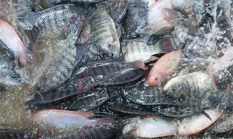 Xuất khẩu cá rô phi tăng mạnh, Brazil chiếm 50% kim ngạch
