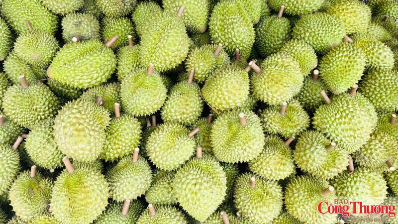 Ấn Độ chính thức mở cửa thị trường cho quả sầu riêng tươi của Việt Nam