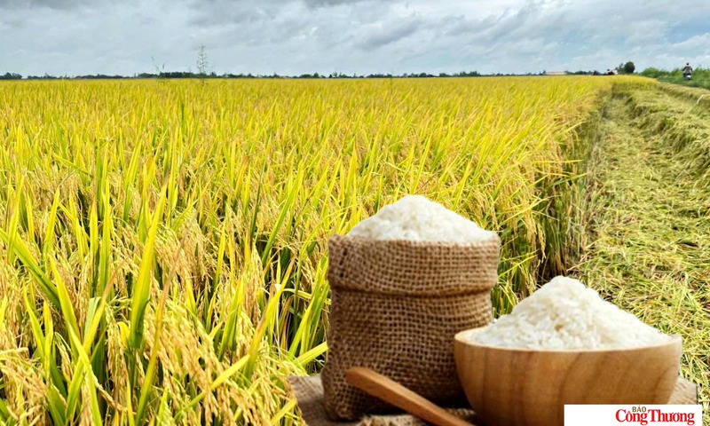 Giá lúa gạo hôm nay ngày 1/8/2026: Gạo thơm Jasmine tăng 2.000 đồng/kg