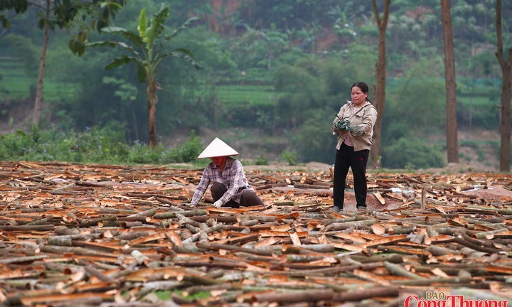 UKVFTA thúc đẩy hệ sinh thái phát triển bền vững từ ngành gỗ