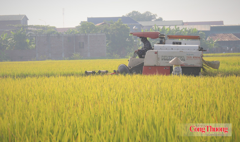 Doanh nghiệp kiến nghị loạt giải pháp thúc đẩy xuất khẩu gạo