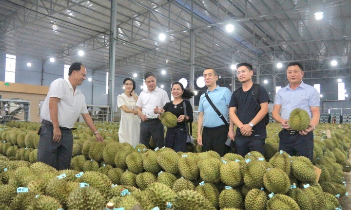 Lễ hội Sầu riêng Đắk Lắk 2026: Kỳ vọng mở rộng cánh cửa xuất khẩu