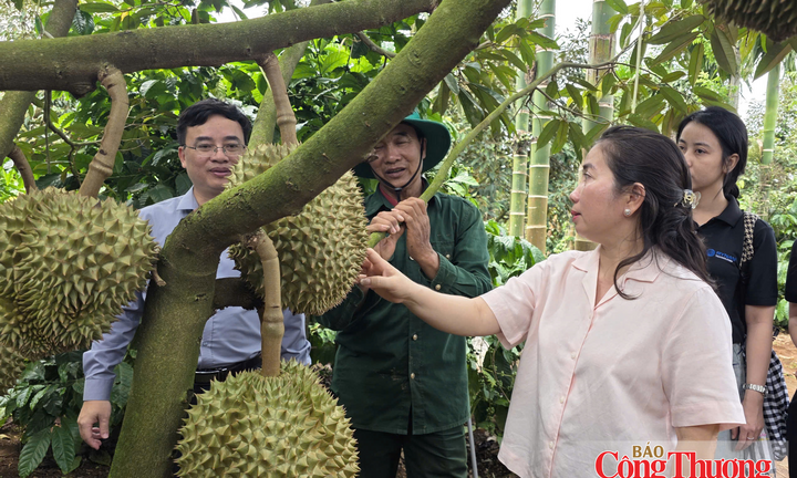 Đắk Lắk số hóa vùng trồng, tạo 'hộ chiếu số' cho nông sản xuất khẩu