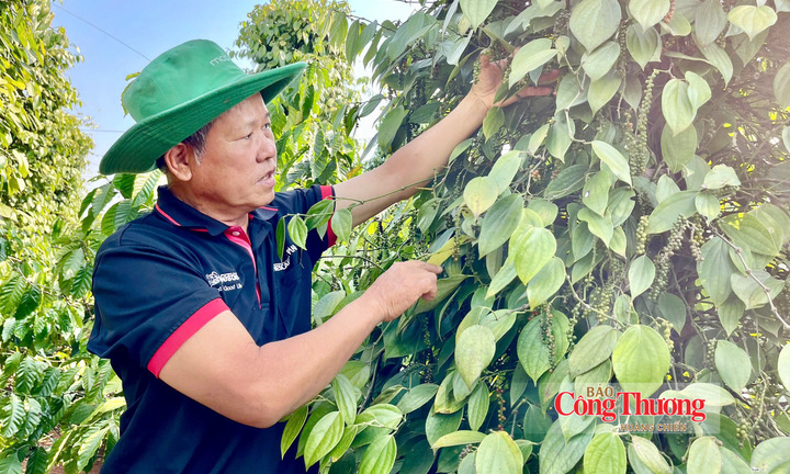 Giá tiêu hôm nay 9/8/2026: Bất ngờ giảm mạnh 2.000 đồng/kg