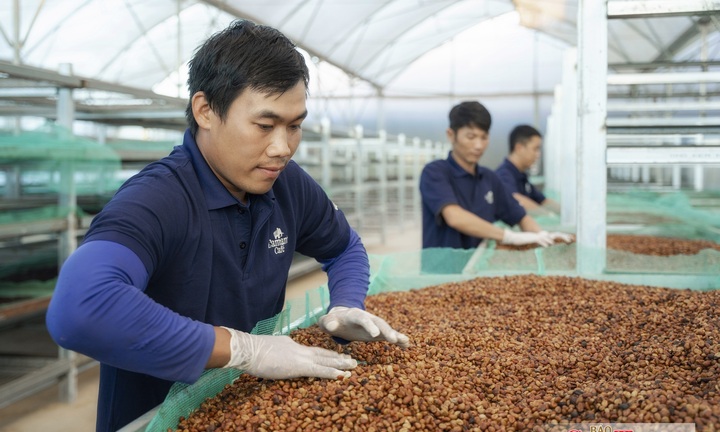 Từ lợi thế EVFTA đến ‘bài toán’ đáp ứng EUDR