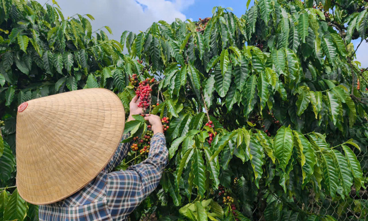 Giá cà phê hôm nay 11/8/2026: Nối đà tăng nhẹ