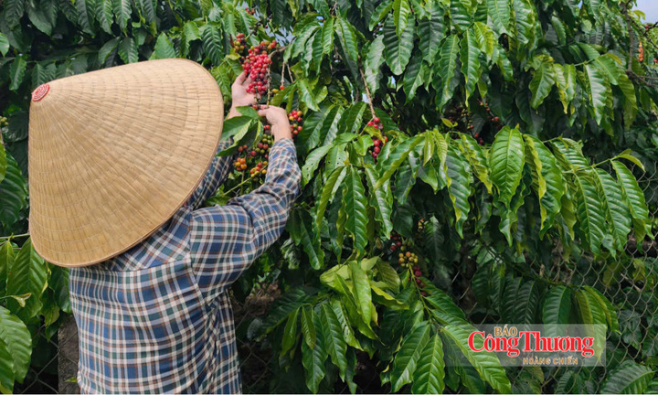 Giá cà phê hôm nay 13/8/2026: Giảm nhẹ 500 đồng/kg