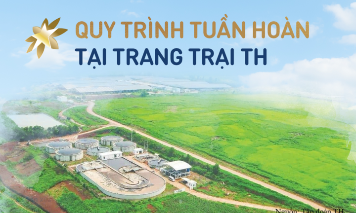 Vòng đời khép kín của chất thải tại Cụm trang trại bò sữa quy mô hàng đầu thế giới