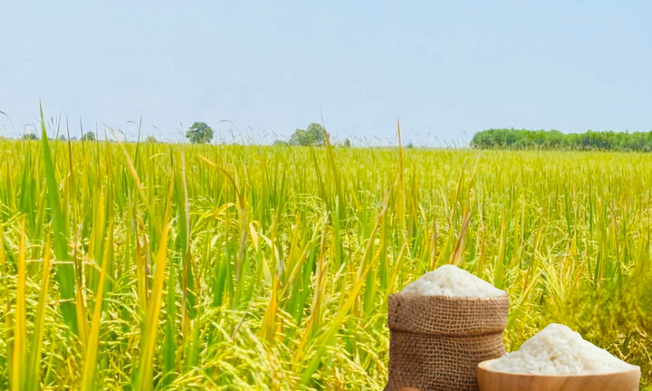 Giá lúa gạo hôm nay ngày 18/8/2026: Lúa tươi biến động trái chiều