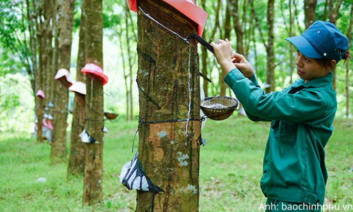 Giá cao su duy trì đà tăng nhờ nguồn cung toàn cầu thắt chặt