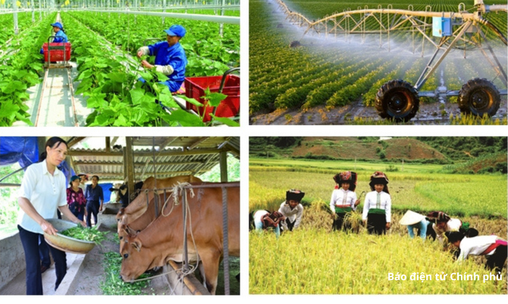Sản xuất nông - lâm nghiệp 8 tháng duy trì ổn định