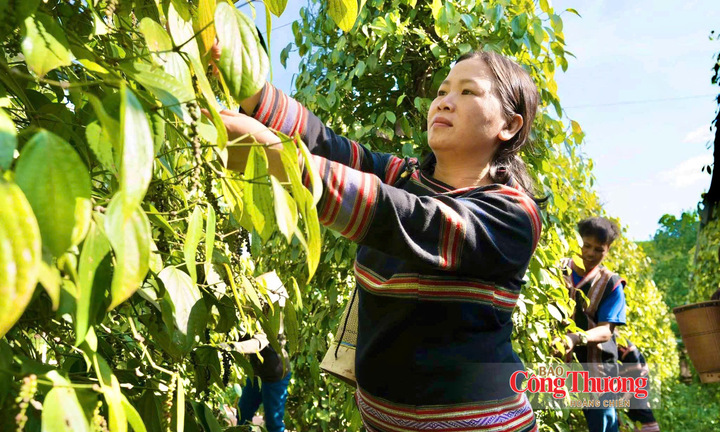 Giá tiêu hôm nay 10/9/2026: Tạm chững, cao nhất 141.000 đồng/kg