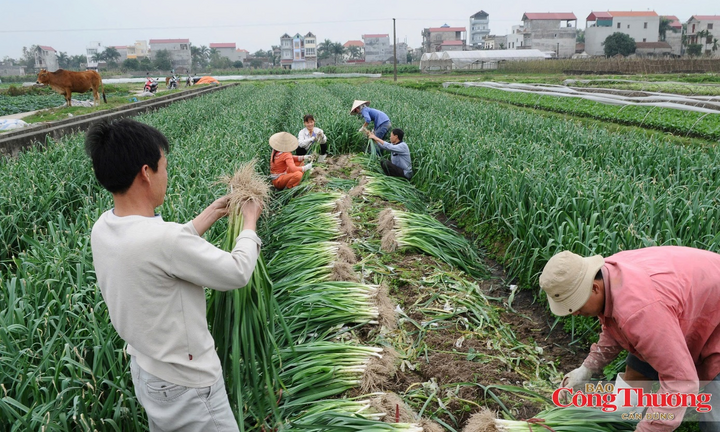 Đi tìm giải pháp cắt đứt chu kỳ sinh khí mê-tan trên đồng ruộng