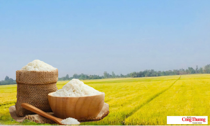 Giá lúa gạo hôm nay ngày 10/9/2026: Gạo xuất khẩu giảm