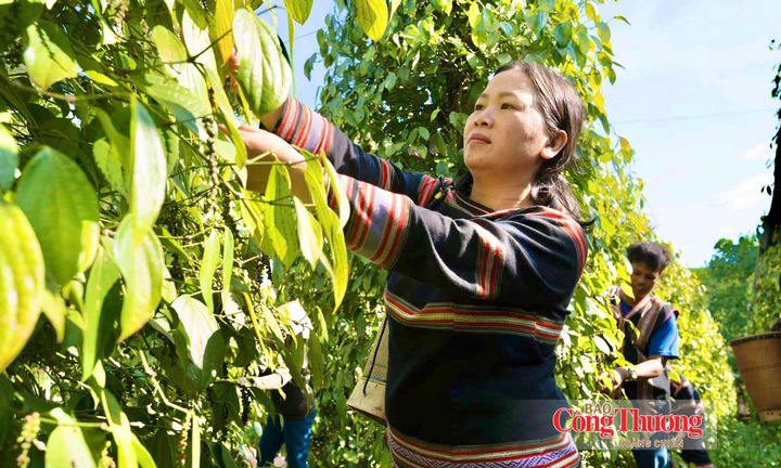 Giá tiêu hôm nay 18/9/2026: Ổn định ở mức 137.000 – 141.000 đồng/kg