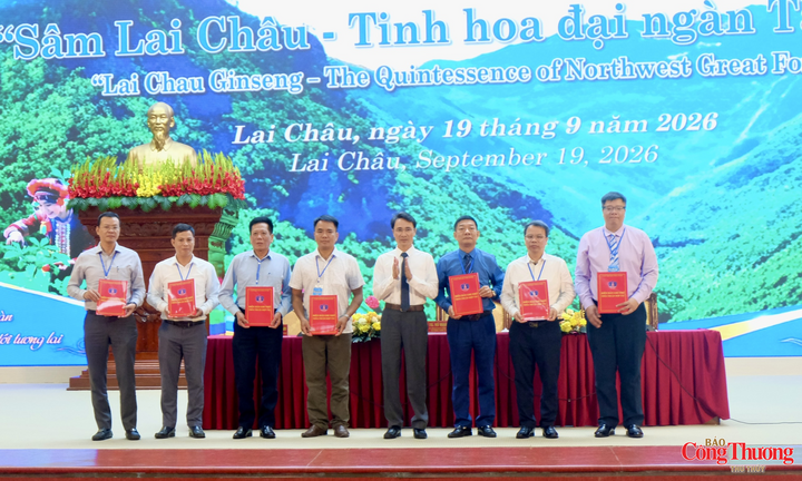 Gỡ nút thắt đưa sâm Lai Châu từ đại ngàn đến chuỗi giá trị bền vững