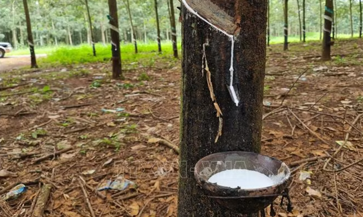 Giá cao su tăng mạnh, nguồn cung toàn cầu đối mặt nguy cơ thiếu hụt