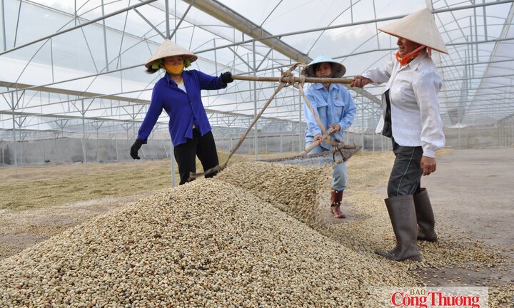 Sơn La chuẩn hóa vùng cà phê, mở rộng cơ hội từ EVFTA