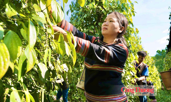 Giá tiêu hôm nay 26/9/2026: Cao nhất 140.000 đồng/kg