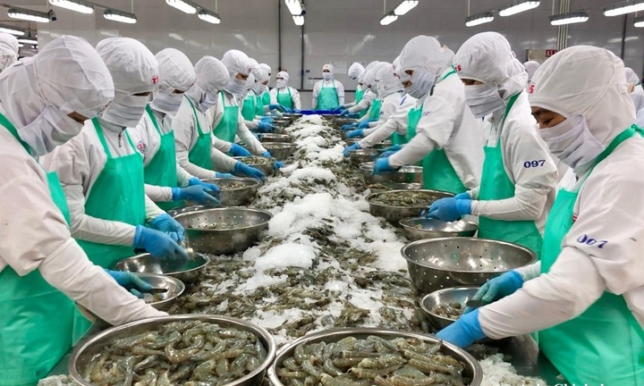 Kinh tế tuần hoàn mở thêm dư địa cho ngành tôm Việt Nam