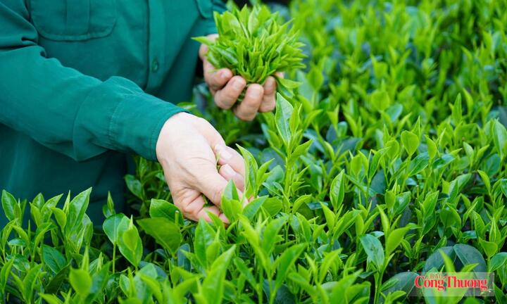 Chủ động đáp ứng chuẩn EU, mở rộng dư địa xuất khẩu nông sản nhờ EVFTA