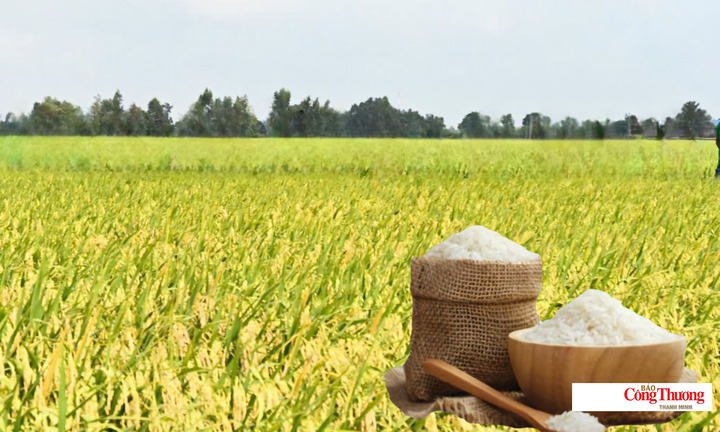 Giá lúa gạo hôm nay ngày 19/10/2026: Gạo nguyên liệu xuất khẩu giảm