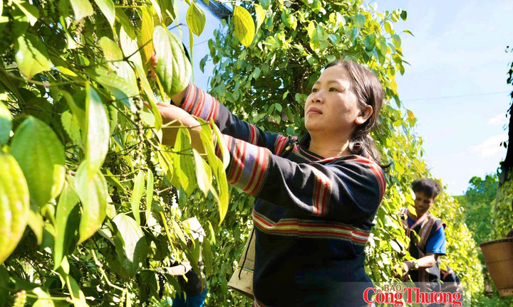 Giá tiêu hôm nay 21/10/2026: Giảm nhẹ 500 đồng/kg