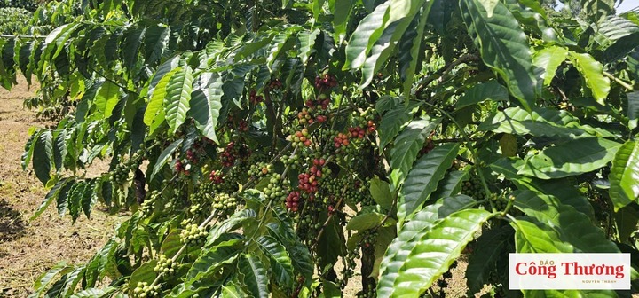 Hiệu quả của nông sản chế biến nhìn từ ngành cà phê