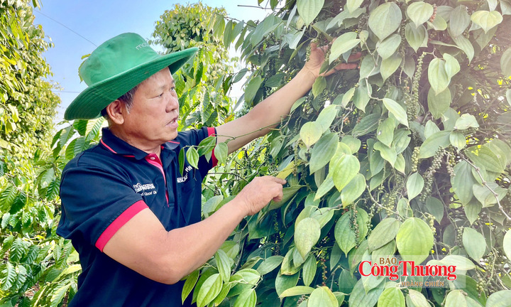 Giá tiêu hôm nay 22/10/2026: Dao động từ 137.500 – 140.000 đồng/kg