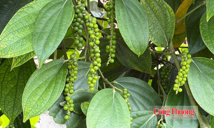 Giá tiêu hôm nay 24/10/2026: Thị trường lặng sóng