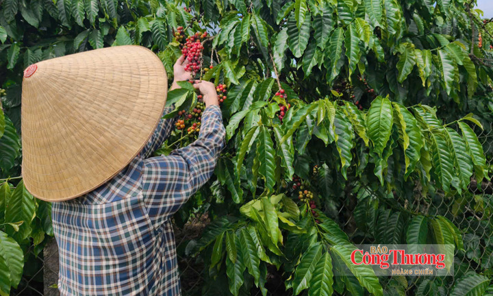 Giá cà phê hôm nay 28/10/2026: Giảm nhẹ, xuống dưới mốc 89.000 đồng/kg