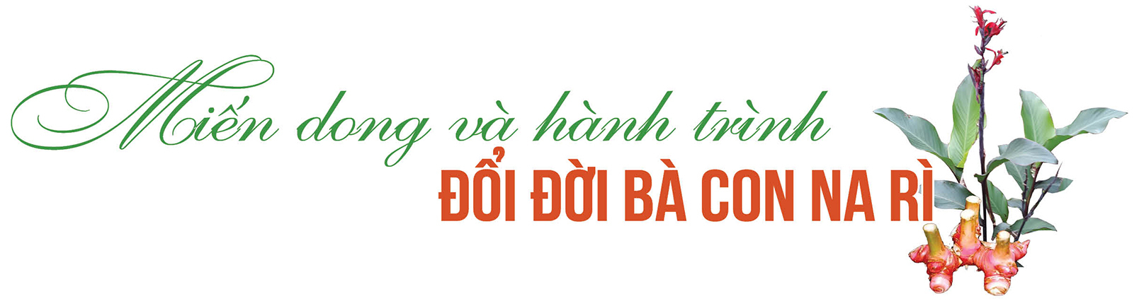 Longform | Miến dong Tài Hoan: ‘Sợi vàng’ từ núi rừng Na Rì vươn ra thế giới - 7