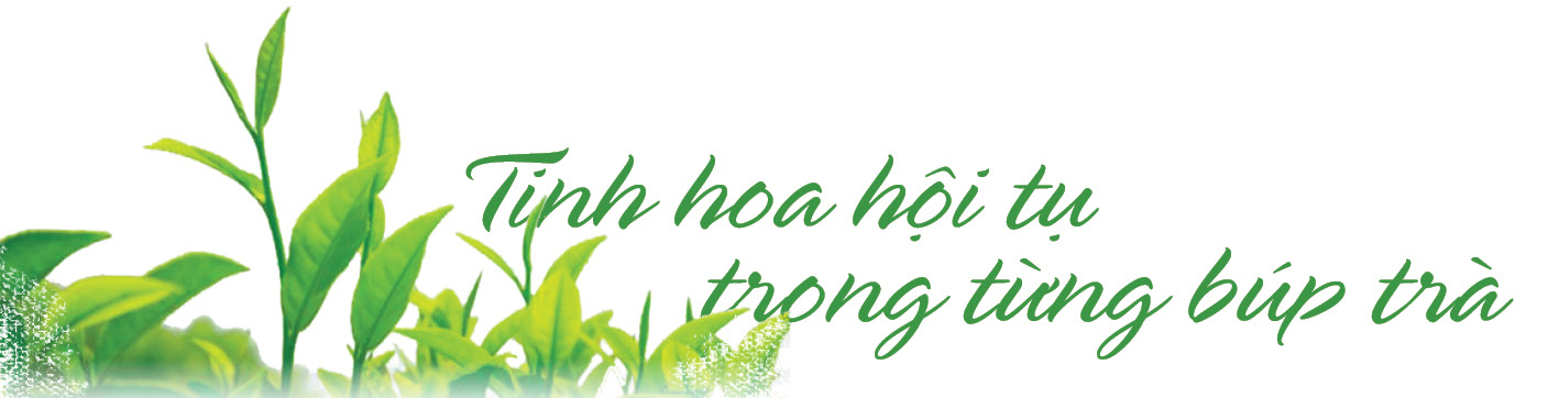 Longform | Trà thơm trên đỉnh non ngàn - 3