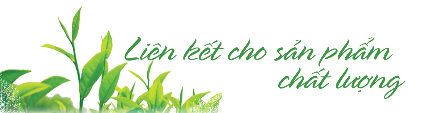 Longform | Trà thơm trên đỉnh non ngàn - 6