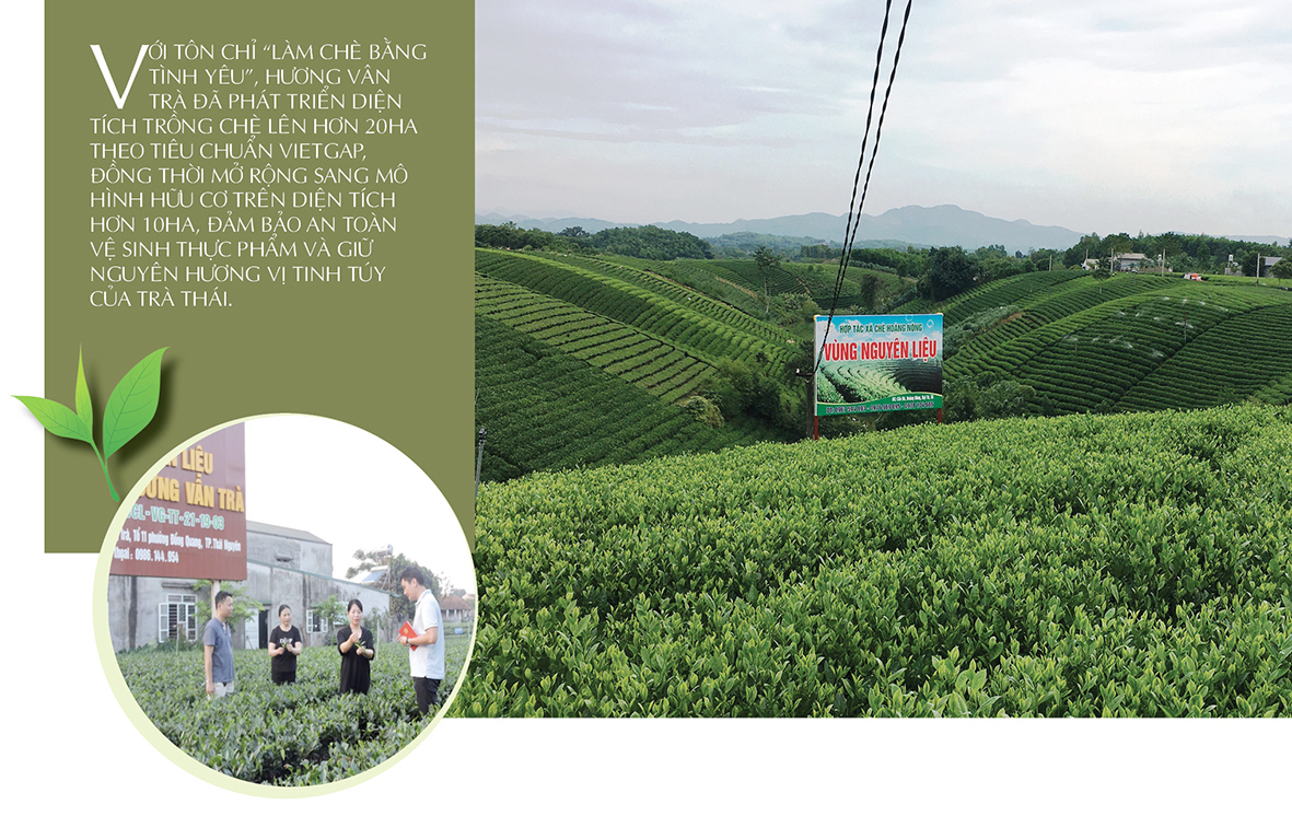 Longform | Trà thơm trên đỉnh non ngàn - 2