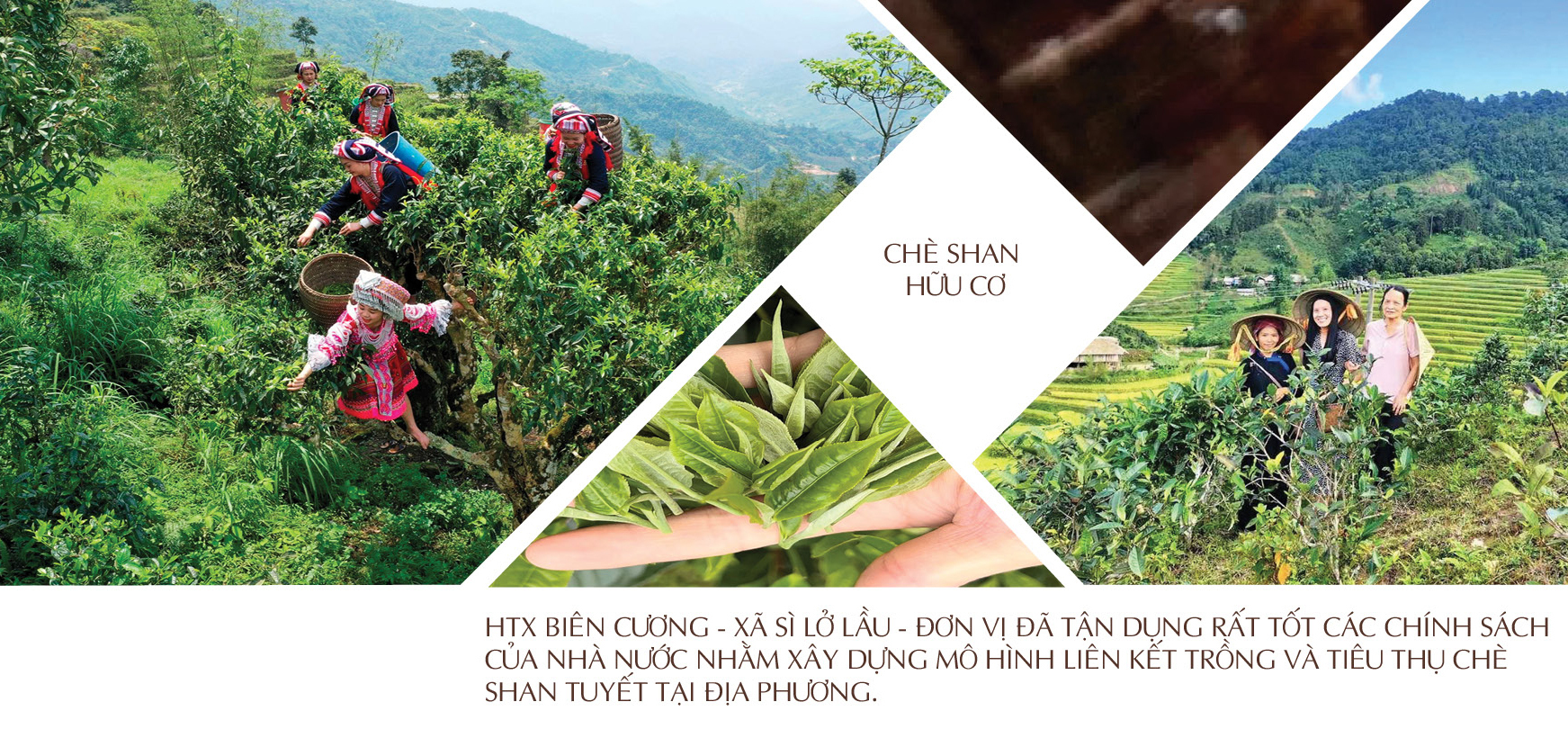 Longform | Doanh nghiệp ‘đánh thức’ sản vật đại ngàn - 2