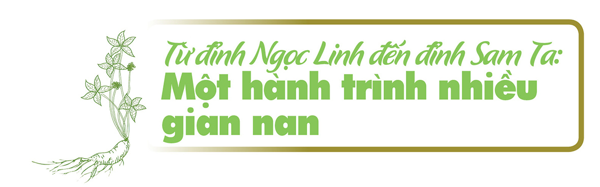 Longform | Sâm Ngọc Linh: Từ cây thuốc quý thành cây xóa đói giảm nghèo vùng cao Sơn La - 1