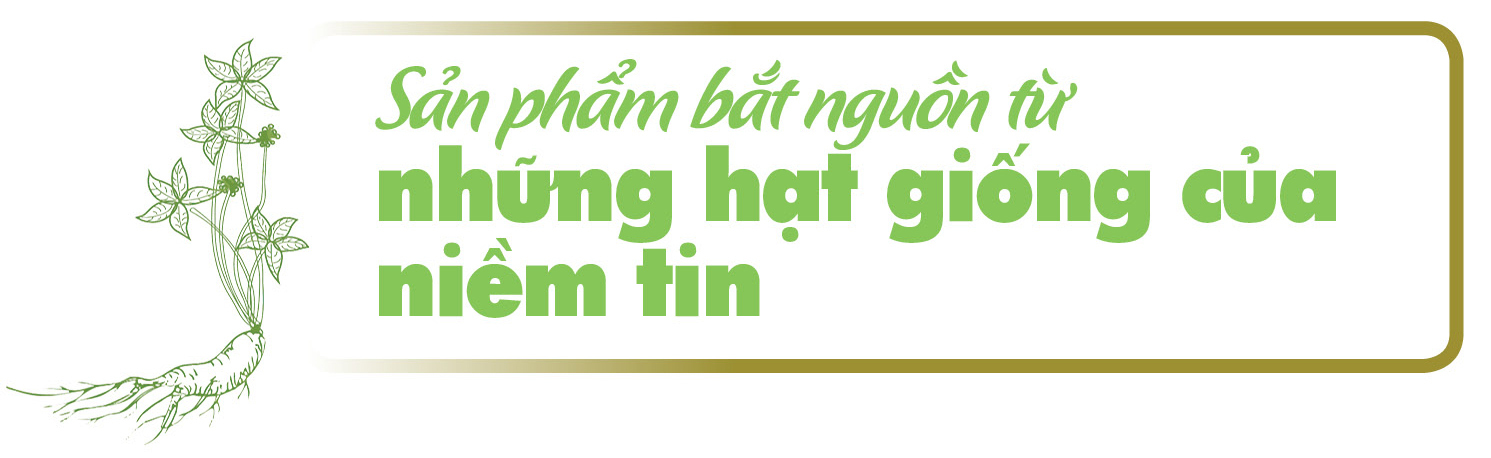 Longform | Sâm Ngọc Linh: Từ cây thuốc quý thành cây xóa đói giảm nghèo vùng cao Sơn La - 4