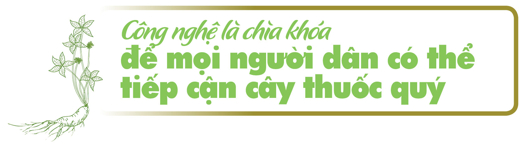 Longform | Sâm Ngọc Linh: Từ cây thuốc quý thành cây xóa đói giảm nghèo vùng cao Sơn La - 7